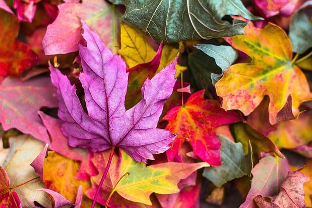 With this list of 9 free things to do with your baby this fall you will have plenty of ideas on activities for you and your baby. #free #fallactivities #handfulofthoughts